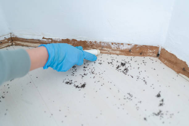 Best Residential Pest Control  in Caryville, TN